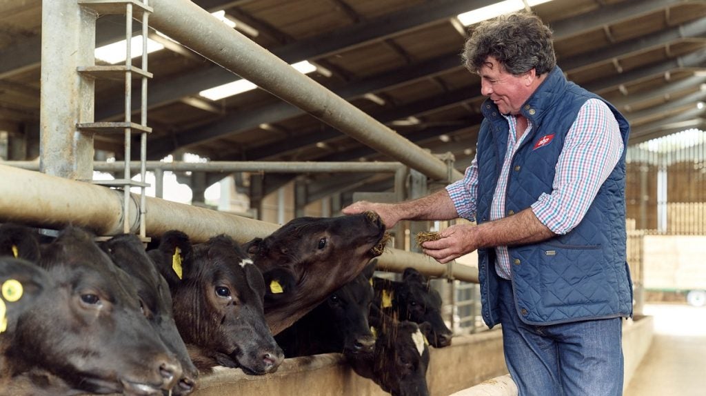 Farmer feeding cows